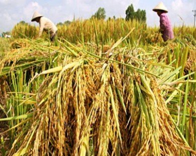 WB supports rice market integration for Mekong Delta