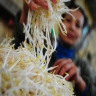 Vì sao không ngăn chặn được tình trạng sử dụng thuốc kích thích giá đỗ độc hại?