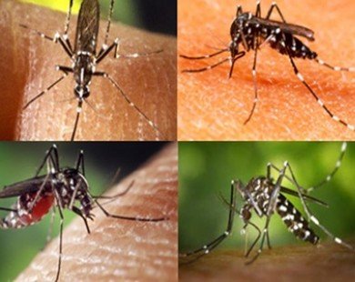 Expert worries about dengue fever virus mutation