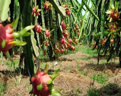 CT Group launches dragon fruit orchard in Australia