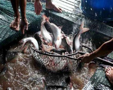 Gov’t sets VietGap deadline for tra fish breeders
