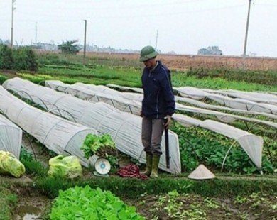 Ha Nam cooperates with Japan in growing safe vegetables
