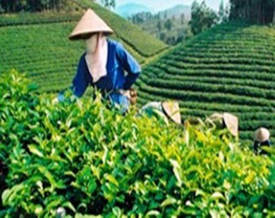 Pakistan remains Vietnam’s largest tea importer