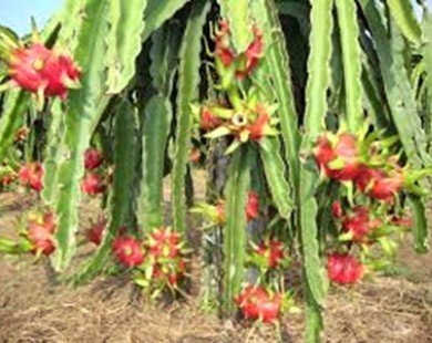 CT Group plans dragon fruit orchard in Australia