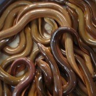 Nuôi lươn lãi lớn