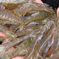 Tôm ăn 6 triệu mỗi ngày, biết sống sao đây!