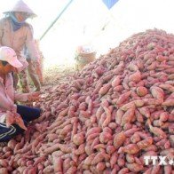 Khoai lang tím Nhật hạ giá khiến người trồng bị lỗ nặng