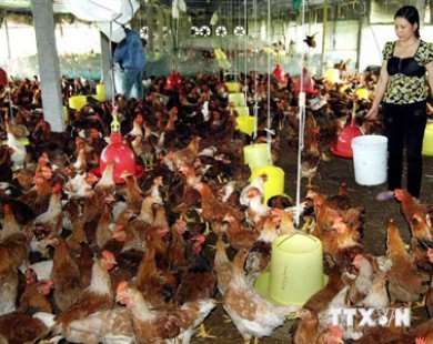 Tây Ninh xuất sang Campuchia 10.000 con gà sạch mỗi ngày