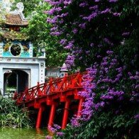 Hoa bằng lăng nở tím đường Hà Nội