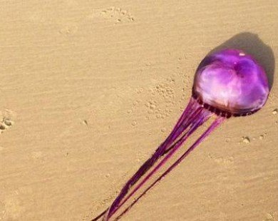 Con sứa tía đầu tiên trên hành tinh