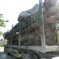 Thương lái Trung Quốc với chiêu trò ’3 chữ T’