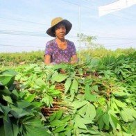 Vì sao thương lái Trung Quốc ’lừa’ được nông dân Việt?