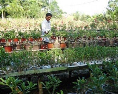 Nông dân Sài Gòn ra nước ngoài học trồng hoa