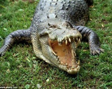 Cá sấu nhập viện vì bị người phụ nữ nặng trăm ký đè vào đầu