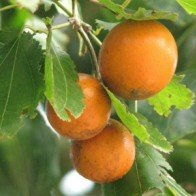 Chữa đau xương khớp bằng mã tiền, nghệ