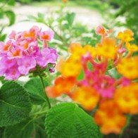 Hoang sơ biển đẹp gành Yến