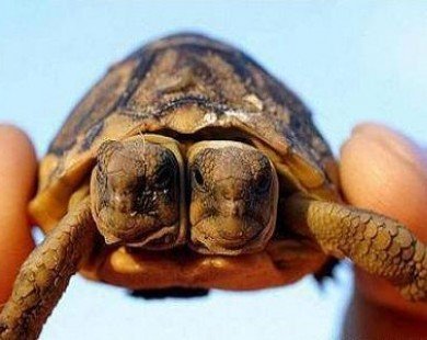 Chú rùa có hai đầu cùng mọc ra từ một thân duy nhất