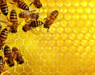 Những loại thực phẩm tuyệt đối không dùng chung với mật ong