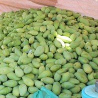 Xoài Đồng Nai giá chỉ 500 đồng/kg vẫn không người mua