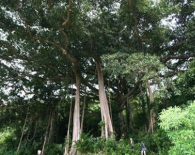 Ancient tree in Son Tra recognised as heritage