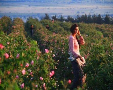 Thung lũng hoa hồng - niềm tự hào Bulgaria