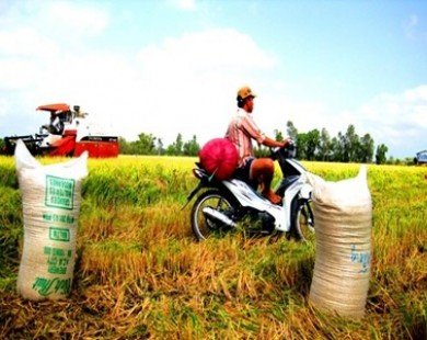 Vietnam to re-negotiate rice contract with Philippines