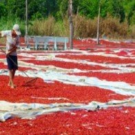 Ớt đỏ đồng, sương sáo chất đống