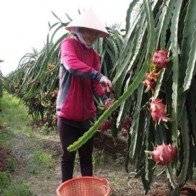 Nông sản xuất khẩu sang Trung Quốc: Cảnh giác với tin đồn