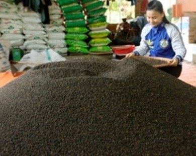 Pepper exports to break annual record