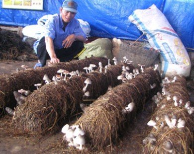 Cần Thơ phát triển nghề trồng nấm