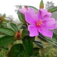 Cây mua chữa phù nề sau sinh