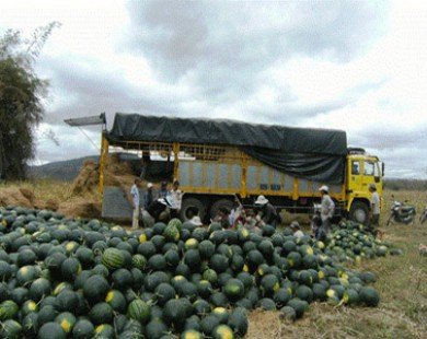 Người Trung Quốc thuê đất trồng dưa hấu lạ ở Gia Lai