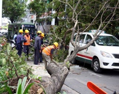 City requested to set up fund for victims of tree accidents