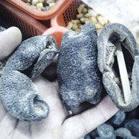 Giá con banh lông rớt thảm hại