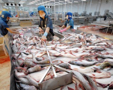 Dự báo xuất khẩu cá tra đạt khoảng 1,6 tỷ USD