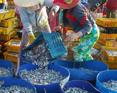 Chợ cá dò giá 30.000 đồng/giỏ ven đầm Cù Mông