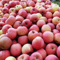 Hoa quả TQ nhiễm độc cao gấp 2-3 lần quy định vẫn... an toàn?