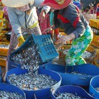 Chợ cá dò giá 30.000 đồng/giỏ ven đầm Cù Mông