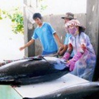 Phát triển nghề cá xa bờ theo hướng hiện đại, bảo vệ chủ quyền