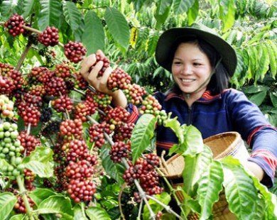 Cà phê Việt Nam bội thu trong vụ mùa 2013-2014