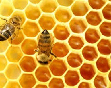 Phân biệt mật ong thật và giả như thế nào?