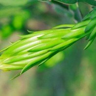 Vì sao dân bán bông thanh long cho thương lái Trung Quốc?