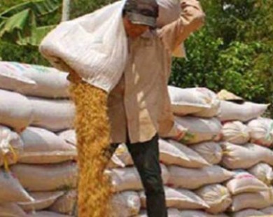 Mua tạm trữ lúa gạo: Hoàn thành chỉ tiêu, nông dân vẫn lỗ