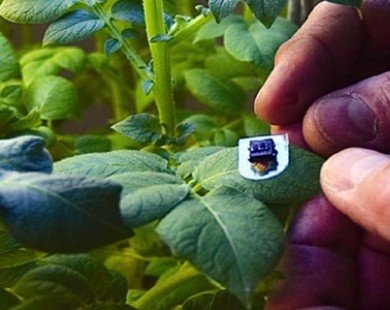 IT firms eye “smart agriculture” investments