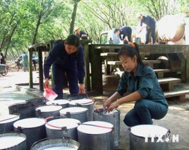 Tây Ninh: Nông dân phá bỏ gần 2.000ha cao su để trồng cây khác
