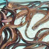 Rùng mình lươn Trung Quốc uống thuốc tránh thai, sống trong bể hóa chất