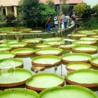 Ngắm đầm sen cực đẹp và lạ với hoa trăm cánh ở Việt Nam