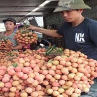 Chê Trung Quốc, vải thiều Thanh Hà "Nam tiến"