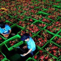 Vì sao giá thanh long đầu vụ hạ thê thảm?