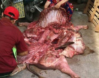 Kỹ nghệ biến lợn chết thành thịt tươi ngon giá 15.000 đồng
